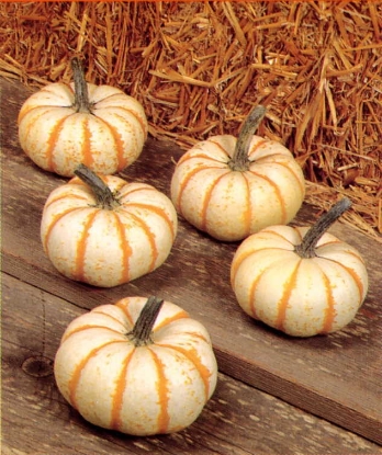 Picture of Pumpkin Lil Pump-Ke-Mon F1